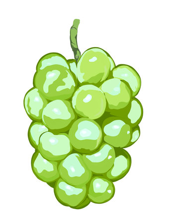 Green grape isolated on a white background. Vector illustration in cartoon style.の写真素材