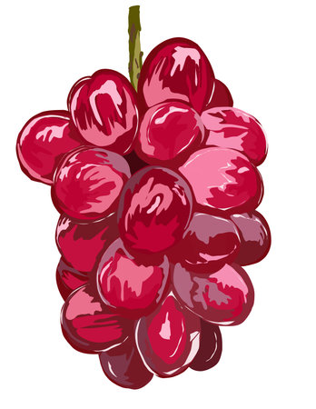 Illustration of a bunch of red grapes on a white background.の写真素材