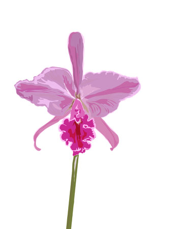 Beautiful pink orchid isolated on white background.の写真素材