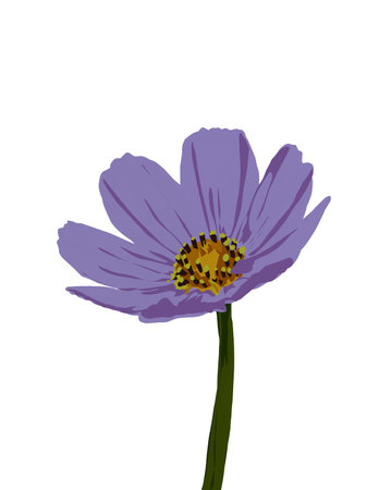 Purple cosmos flower isolated on white background. Vector Illustration.の写真素材