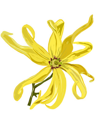Hand drawn illustration of Cananga odorata or Ylang-ylang. Yellow flower.の写真素材