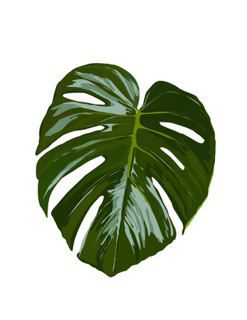 Monstera leaf isolated on white background.の写真素材