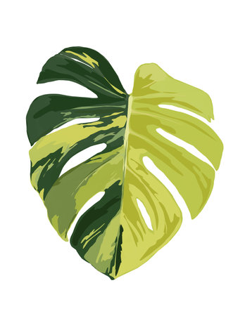 Hand drawn illustration of Monstera Borsegiana Mint.の写真素材