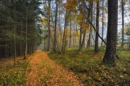 autumn footpath lined with pines and sprucesの写真素材