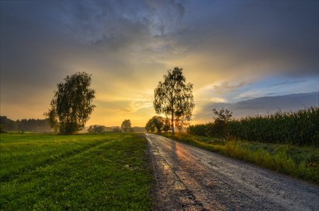 Sunset on a rural road with cornfieldsの写真素材