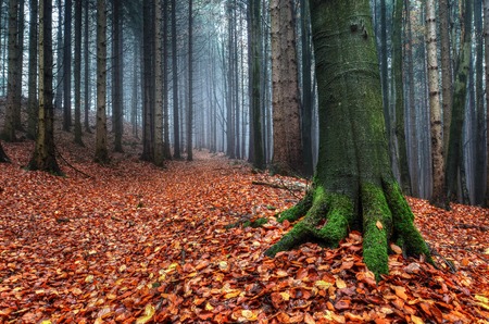 Foggy November morning between old treesの写真素材