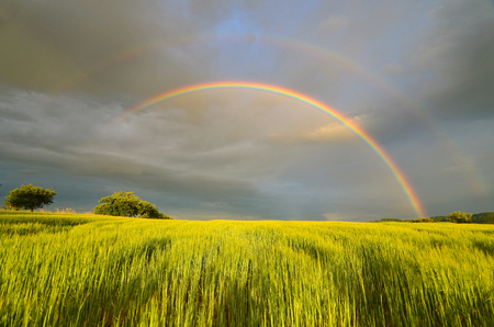 June summer afternoon with a rainbow over grainの写真素材
