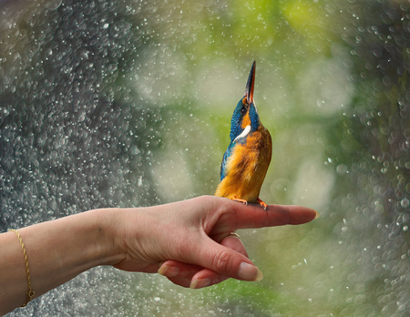 friendship with tame Kingfisher sitting on your handsの写真素材