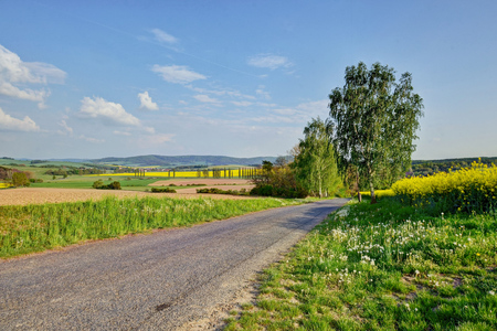 country road leading through a beautiful canola fieldの写真素材