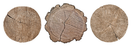 Cross section of tree trunk showing growth rings on white background, setの写真素材