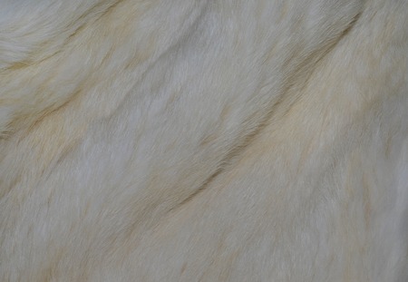 white fur texture background