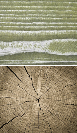 Wood texture. Lining boards wall. Wooden background. pattern. Showing growth rings. setの写真素材