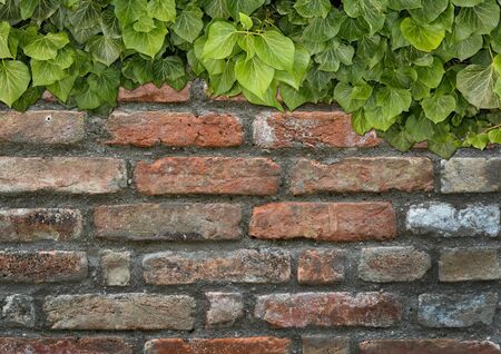 Old Texture brick wall, background, detailed pattern covered in ivy