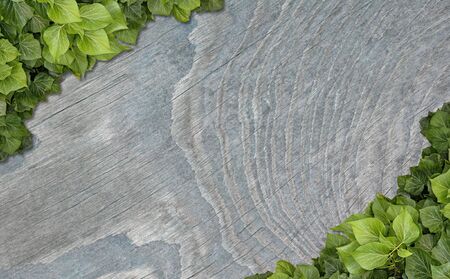 Wood planks covered by green leaves. Green ivy leaves climbing on wooden fence. Natural background...