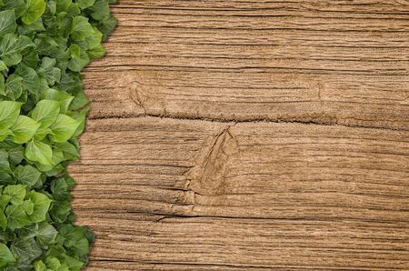 Wood planks covered by green leaves. Green ivy leaves climbing on wooden fence. Natural background...