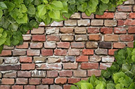 Old Texture brick wall, background, detailed pattern covered in ivy
