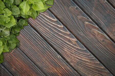 Wood planks covered by green leaves. Green ivy leaves climbing on wooden fence. Natural background texture.の写真素材