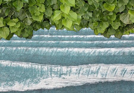 Wood planks covered by green leaves. Green ivy leaves climbing on wooden fence. Natural background...