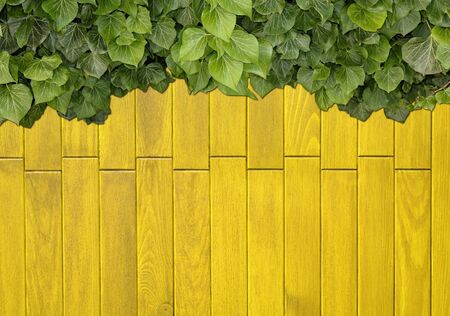 Wood planks covered by green leaves. Green ivy leaves climbing on wooden fence. Natural background texture.の写真素材