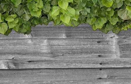 Wood planks covered by green leaves. Green ivy leaves climbing on wooden fence. Natural background...