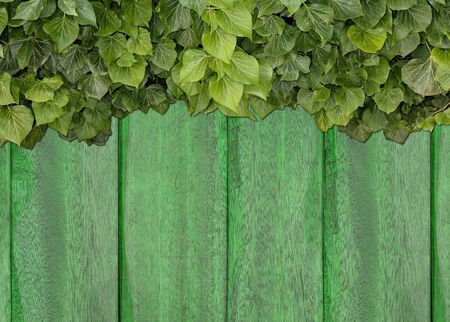 Wood planks covered by green leaves. Green ivy leaves climbing on wooden fence. Natural background...