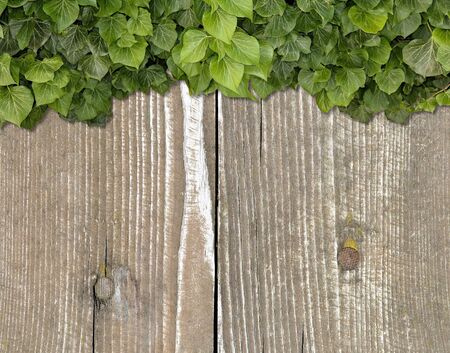 Wood planks covered by green leaves. Green ivy leaves climbing on wooden fence. Natural background...
