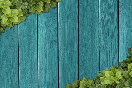 Wood planks covered by green leaves. Green ivy leaves climbing on wooden fence. Natural background...