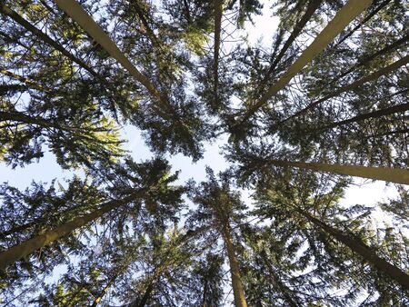 A view straight up from the ground to the treetops in the forest. Low angle shot. Tree crowns and...