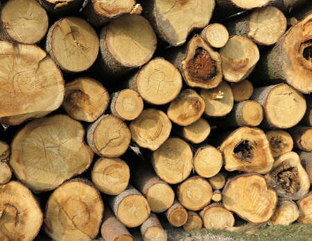 wooden log house, wood cut across the background, Wood cut across, bark beetle calamity