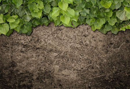 Green ivy grows on old brick wall. Old stone wall with ivy as background.の写真素材