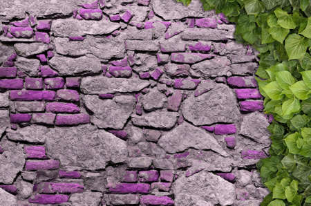 Old Texture brick wall, background, detailed pattern covered in ivyの写真素材