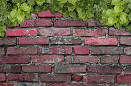 Old Texture brick wall, background, detailed pattern covered in ivyの写真素材