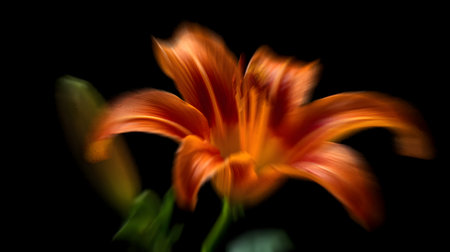 Orange lily on a black background. Soft focus. Close-up.の写真素材