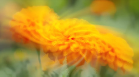 Abstract background, flowers, nature, colorful, blured, bokehの素材