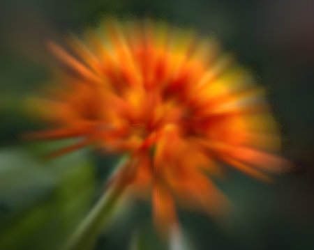 Abstract blurred background of orange flowers. Soft focus, shallow DOF.の素材