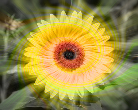 Sunflower with yellow petals and orange petals, close-upの素材