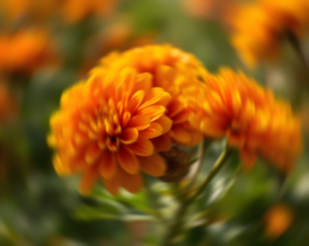 Orange chrysanthemum flower in the garden with blurred backgroundの素材