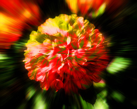 abstract of red flower petals on black background with blur effectの素材