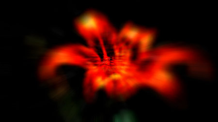 Red flower on a black background. Abstract red flower on a black background.の素材