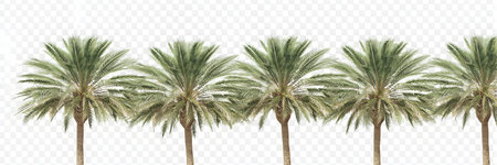Palm trees isolated on transparent background. Vector illustration. EPS 10の素材