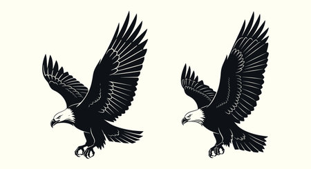 Eagle vector set. Black and white illustration isolated on white background.のイラスト素材
