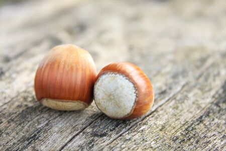 Hazelnuts, two hazelnuts on rustic wood. Sustainable ecological agricultural product nuts. Sinop,...