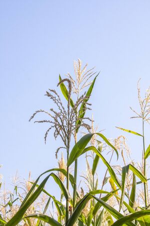 Organic healthy corn seedlings in a sustainable healthy ecological farming field.