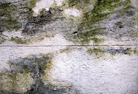 Stone wall with fungusの写真素材