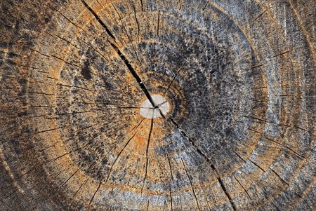 Cross section of treeの写真素材