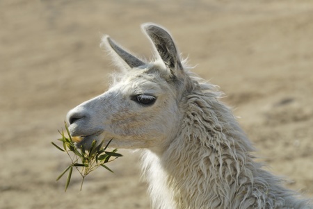 Lama in zoo posing for cameraの写真素材