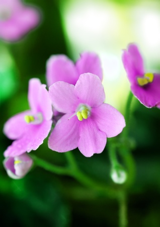 Pink Violet Macro Shotの写真素材