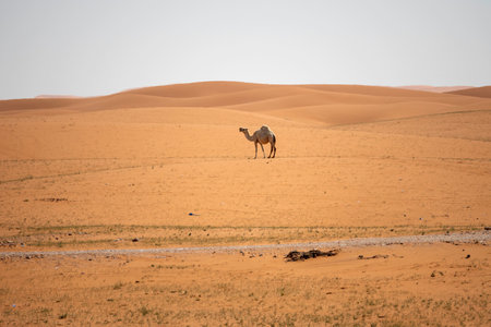 Camel in desert lake. Umbab Doha Qatarのeditorial素材