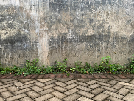 Grunge concrete wall with green plant and brick floor background.の写真素材