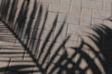 Shadow of palm leaf on the stone pavement. Abstract background for design.の写真素材